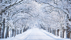 Máy hút ẩm Mitsubishi MJ-PV250WX công suất hút 24.5L/ngày